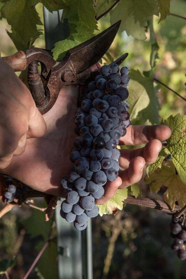 Monfra - Ospitalita Rurale, Vigneti E Cantina Vignale Eksteriør billede