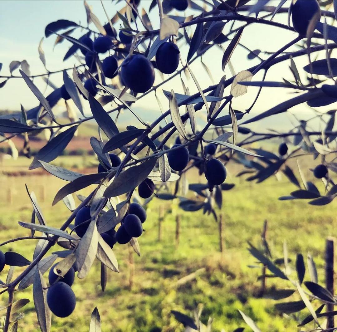 Monfra - Ospitalita Rurale, Vigneti E Cantina Vignale Eksteriør billede